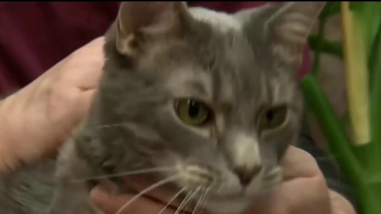 A proposed possible ban on elective cat declawing 