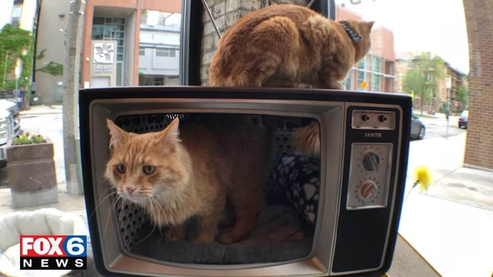 Sip & Purr Cat Cafe