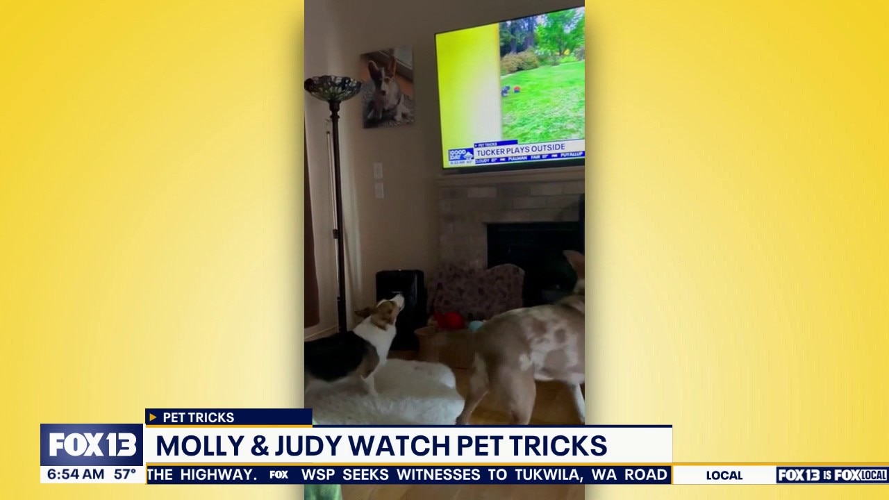 Pet Tricks for Friday, August 28