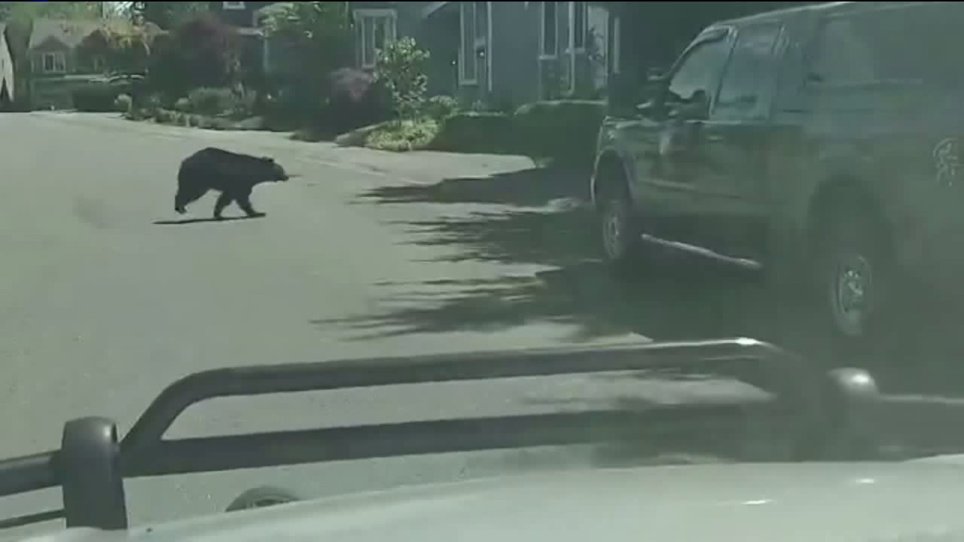 Neighbors surprised to see a bear run through Bothell neighborhood