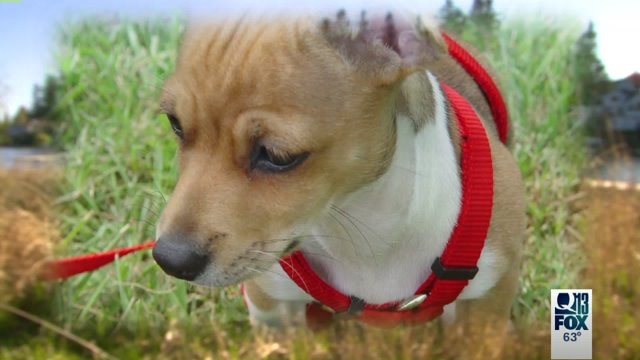 Dog's death being investigated by police