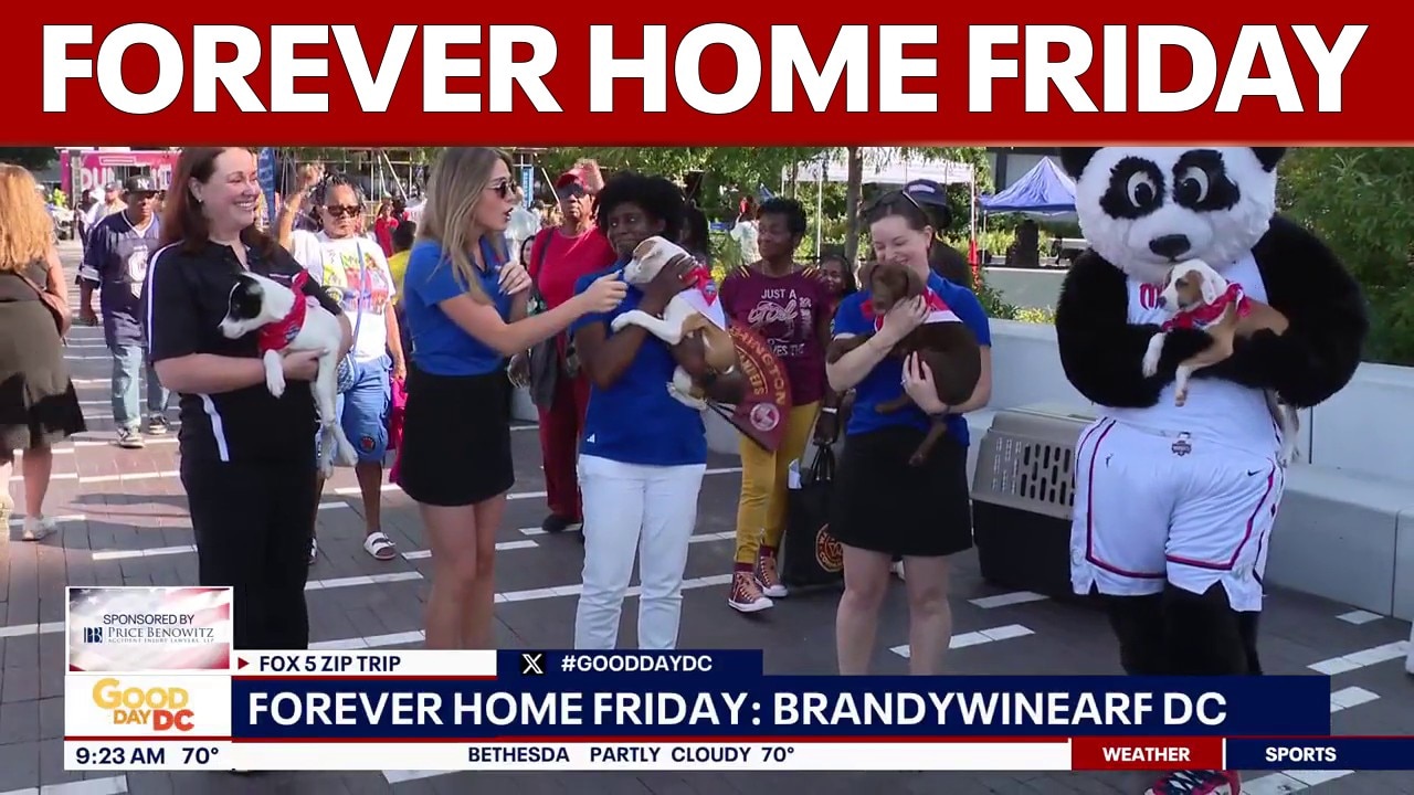 Forever Home Friday: FOX 5 Zip Trip to The Wharf