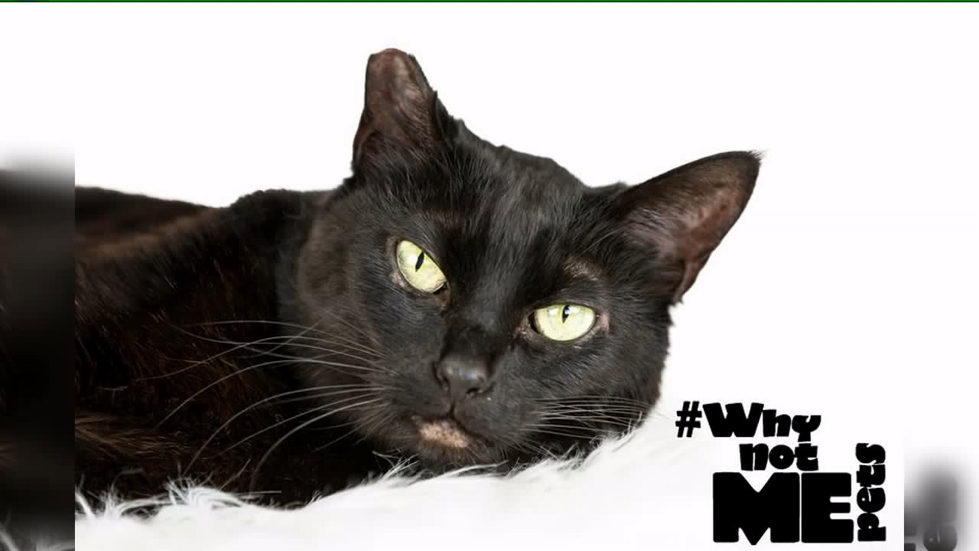 Meet Astrid! #WhyNotMePets
