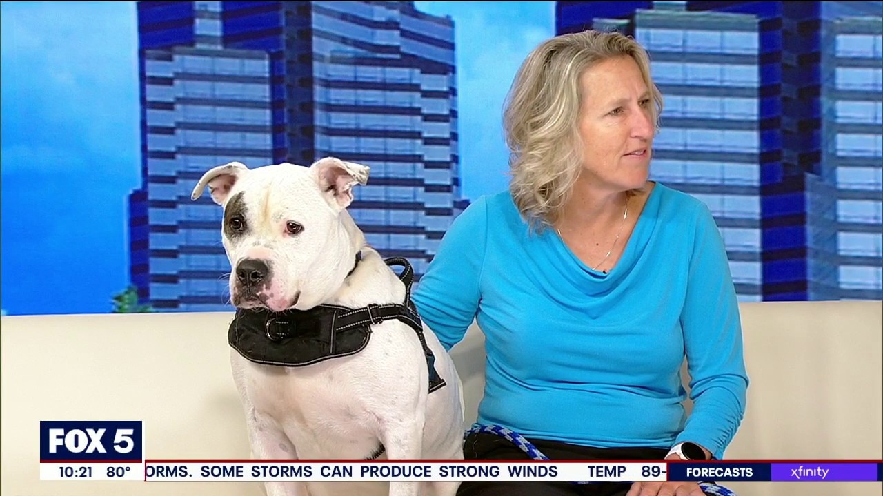 Adoption Lock-in fundraising event for Humane Society of Northeast Georgia