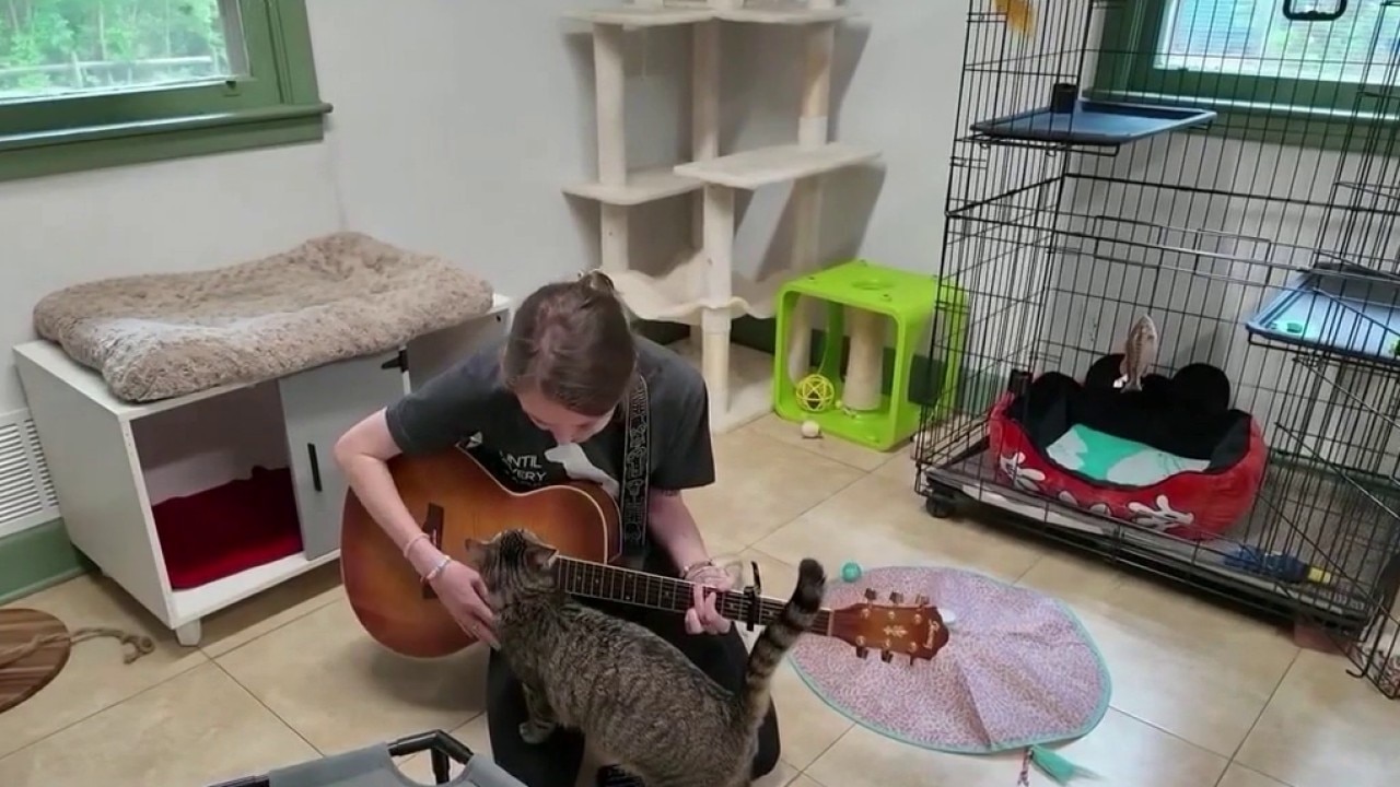 PAWS Atlanta uses music to relax cats