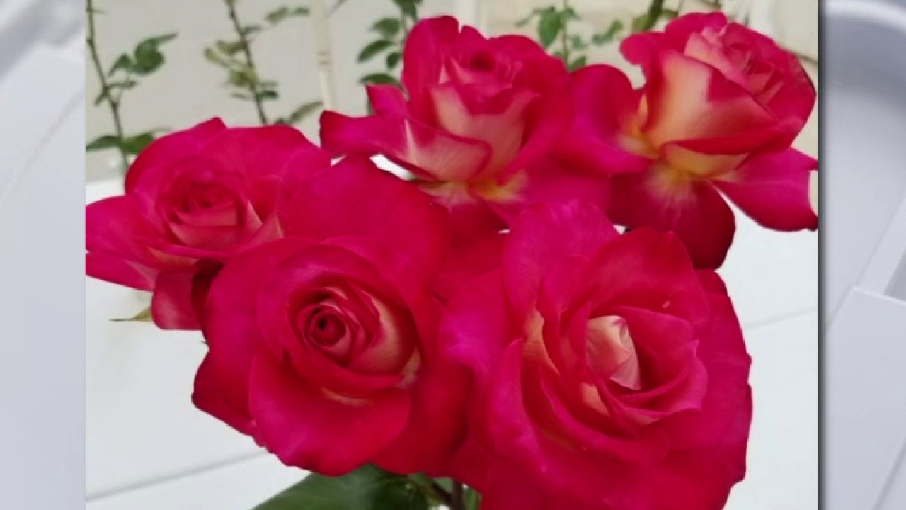 Tampa Rose Society's 54th Annual Rose Show