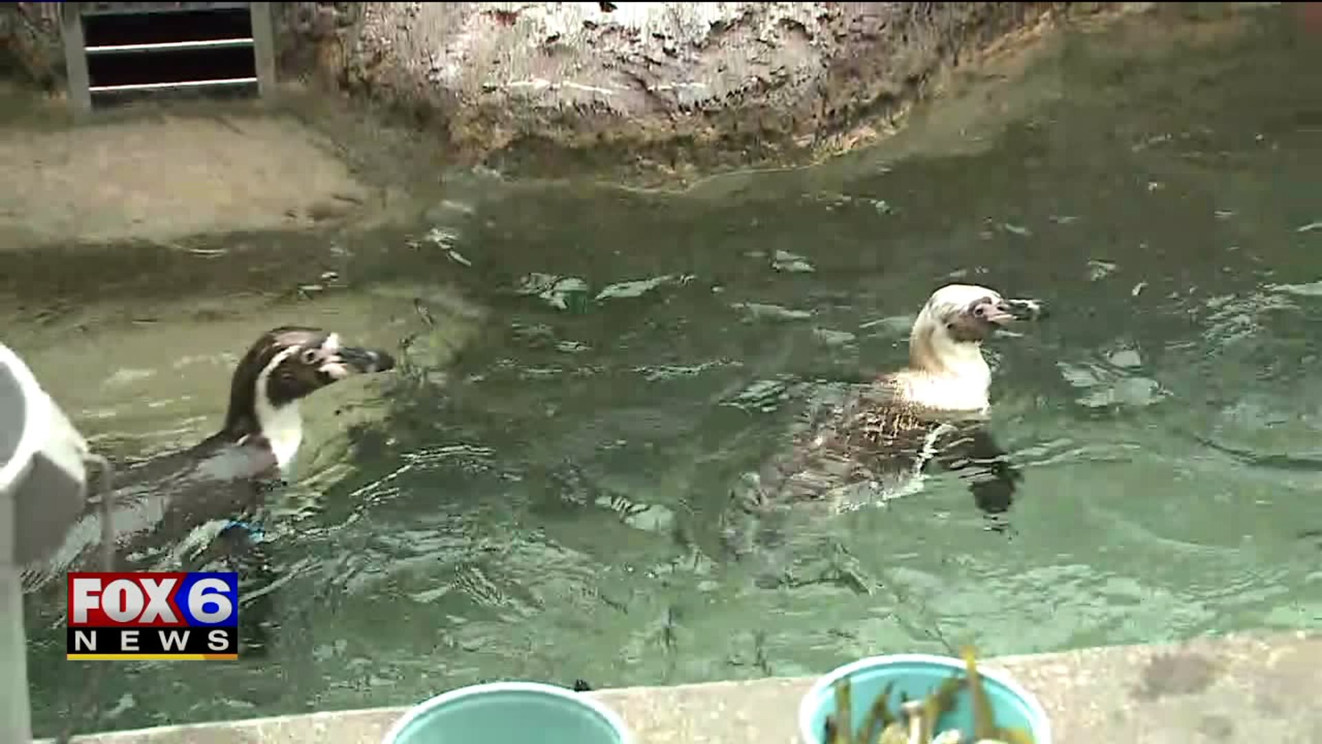 Feeding the penguins