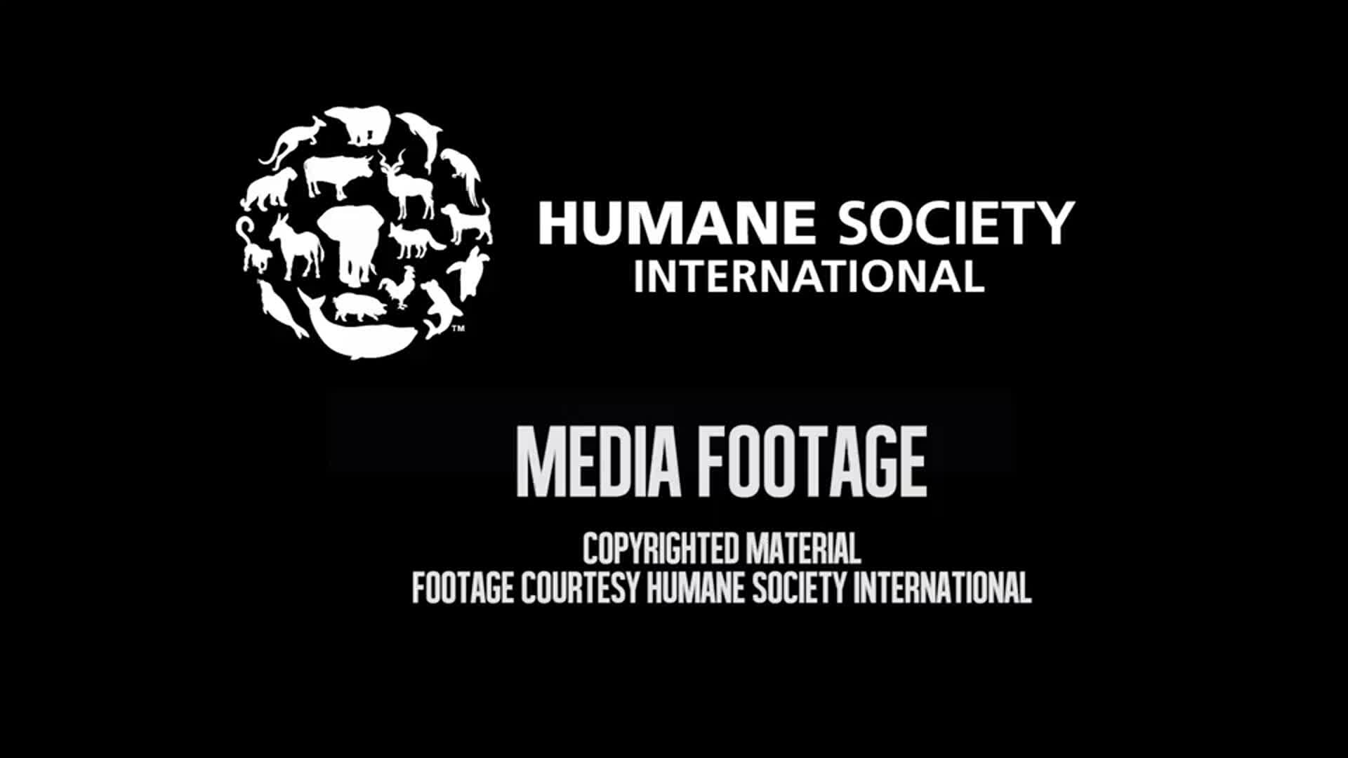 Dogs rescued from meat farm in South Korea (COURTESY: Humane Society International)