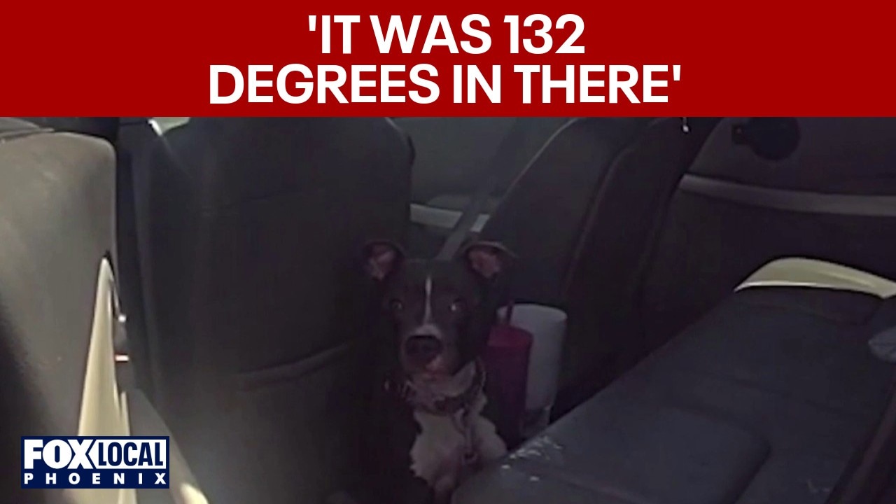 Dog saved from 132-degree car