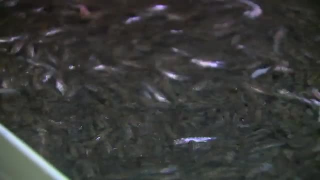 Chinook fry killed in power outage