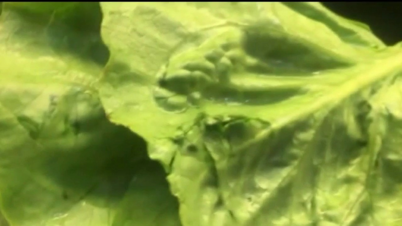 2 U.S. deaths reported in cyclospora outbreak