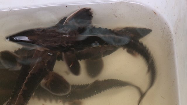 Hundreds of sturgeon to be released into Lake Michigan: "They can live for over 125 years!"