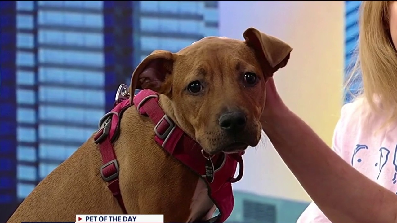 Pet of the day: Squirtle