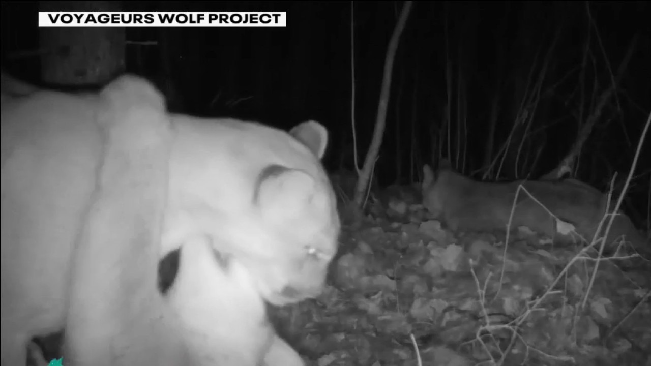 Cougars reproducing in MN for 1st time in 100 years