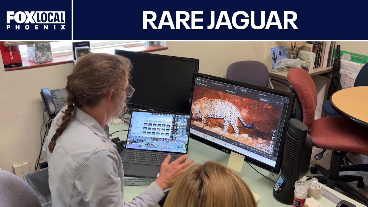 Scientists confirm new jaguar roaming Arizona wilderness