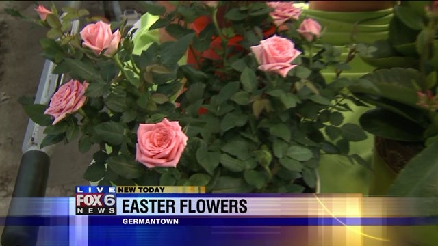 Laura discovers variety of flora options for Easter