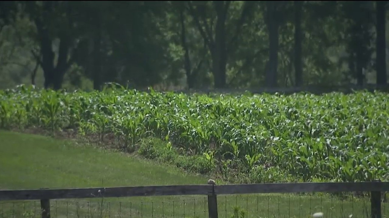 Illinois corn sweat explained: A hidden source of humidity