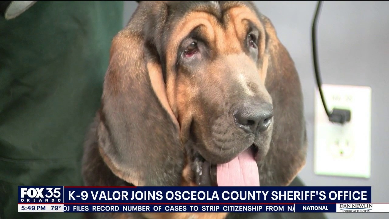 K-9 Valor helps law enforcement locate missing, vulnerable people
