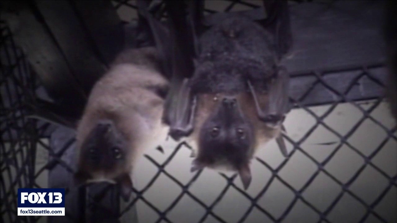 Rabies treatment given after bat scare