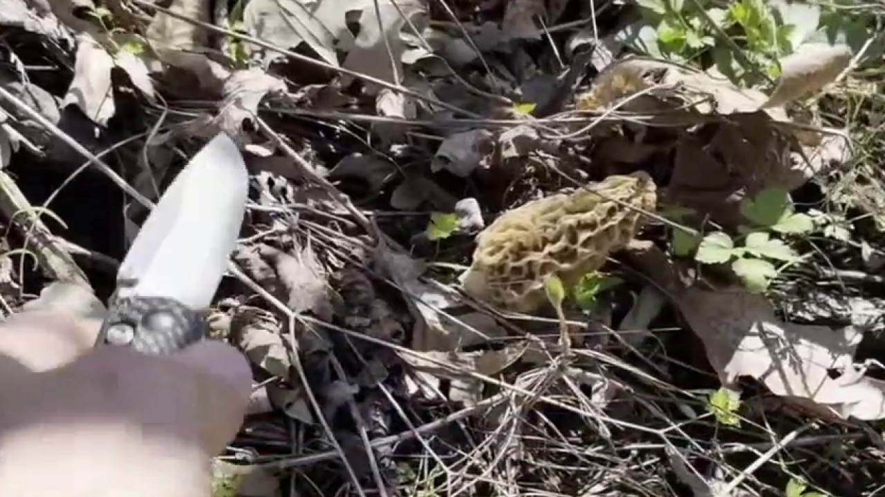 Morel hunting season in Minnesota