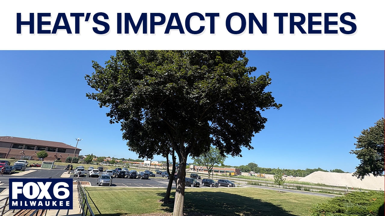 Extreme heat impact on trees; what you need to know