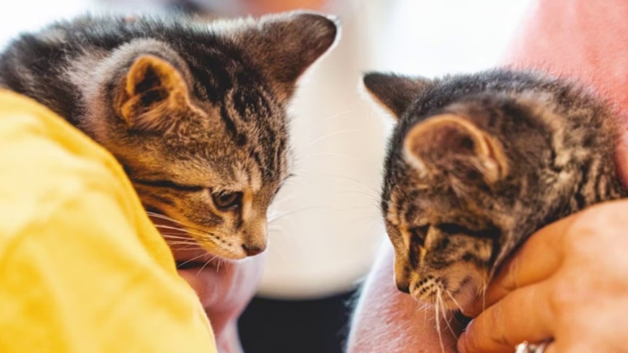 How to protect your animals from screwworm parasites | ChicagoLIVE