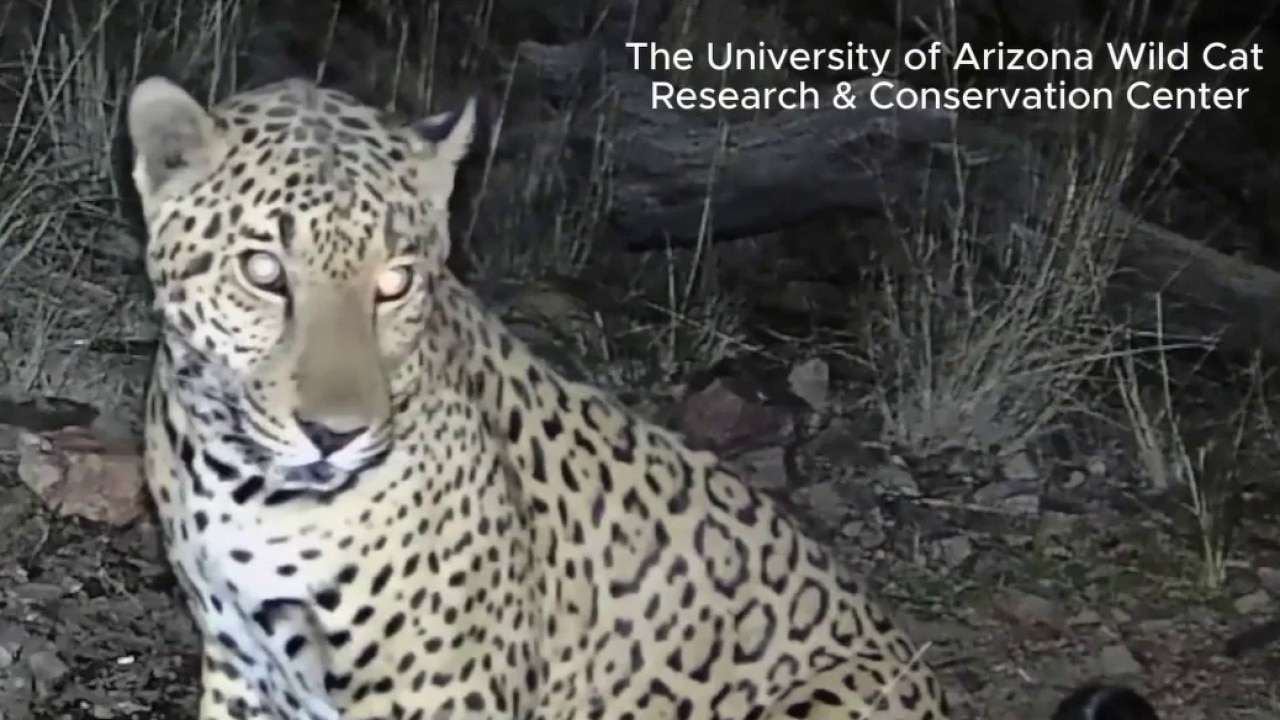 New jaguar sightings in Arizona spark excitement