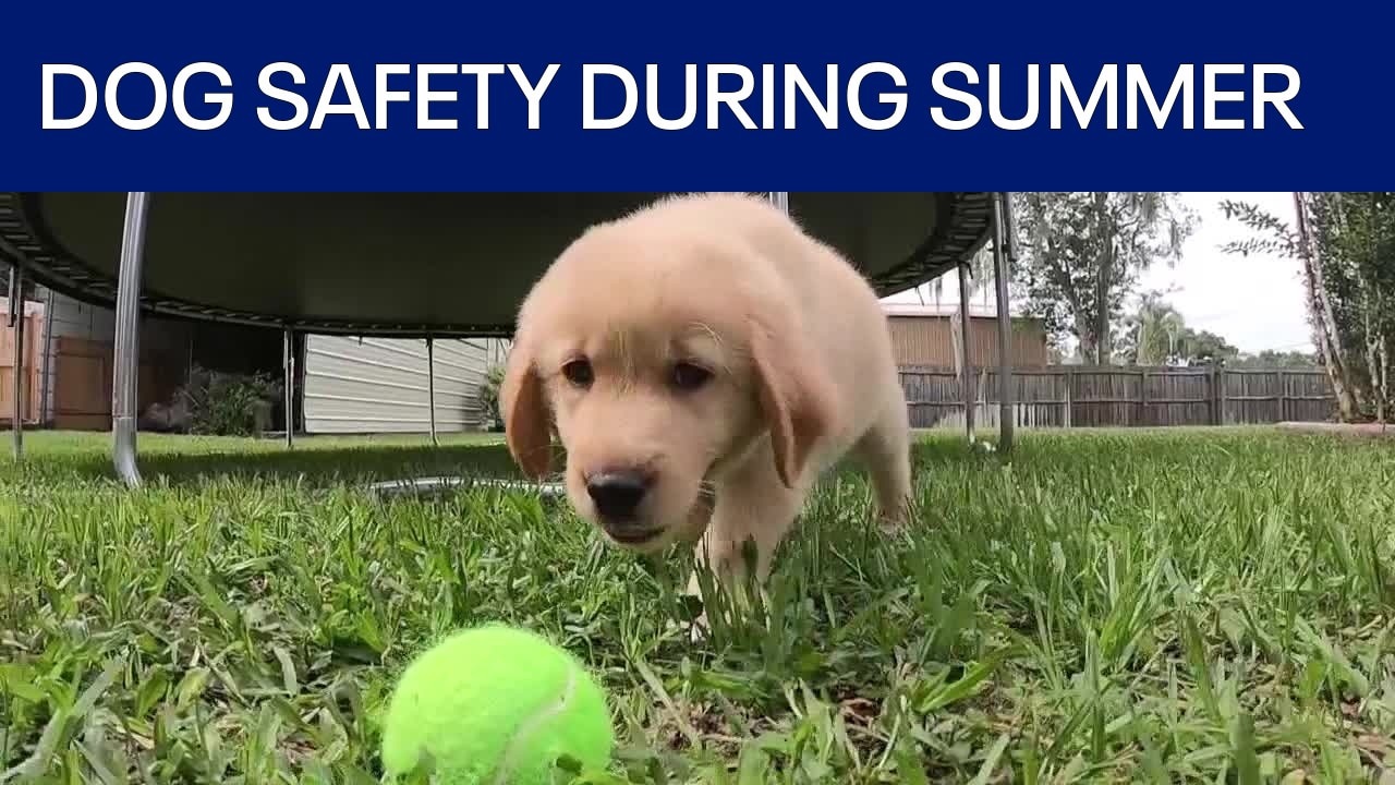How to keep dogs safe during July 4th celebrations 