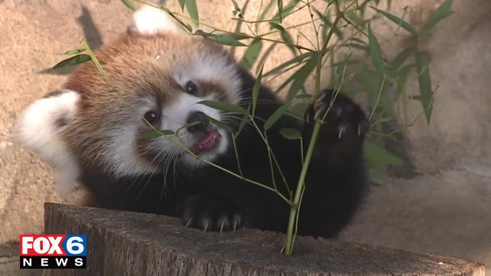 Red pandas