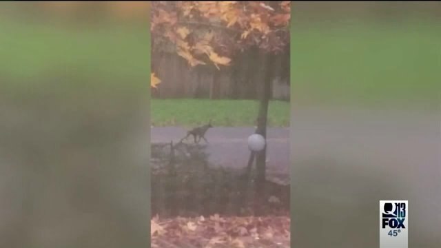 Coyotes getting bolder in area neighborhoods