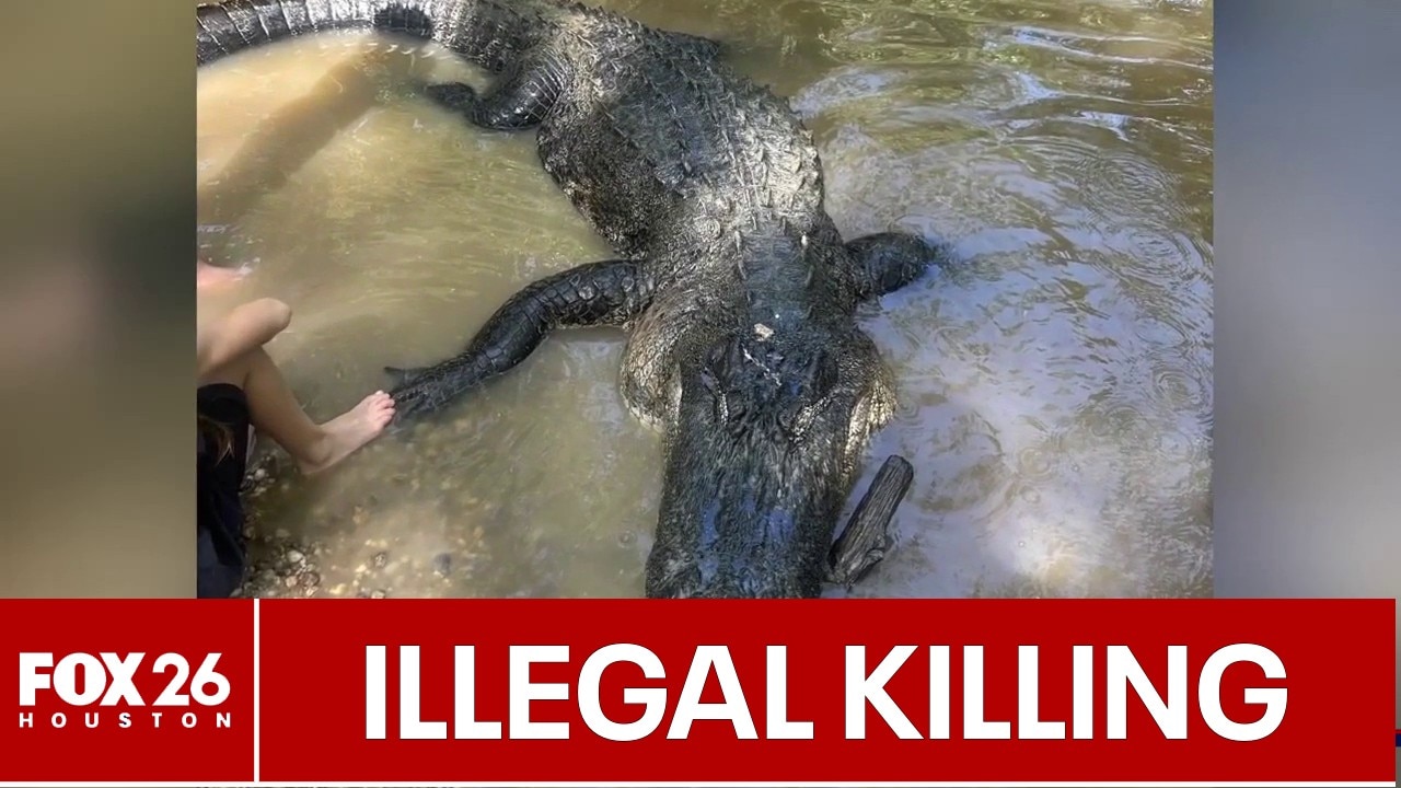 11-foot alligator's shooting death under criminal investigation