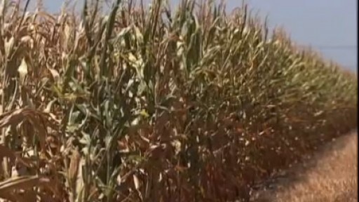 Dry Weather Withers Local Corn profits