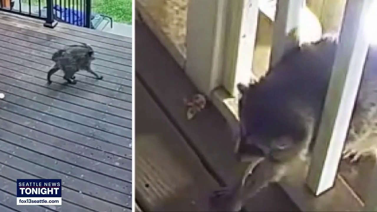 'Jimothy' the Seattle raccoon goes viral