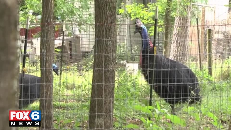 Florida man killed in by rare bird