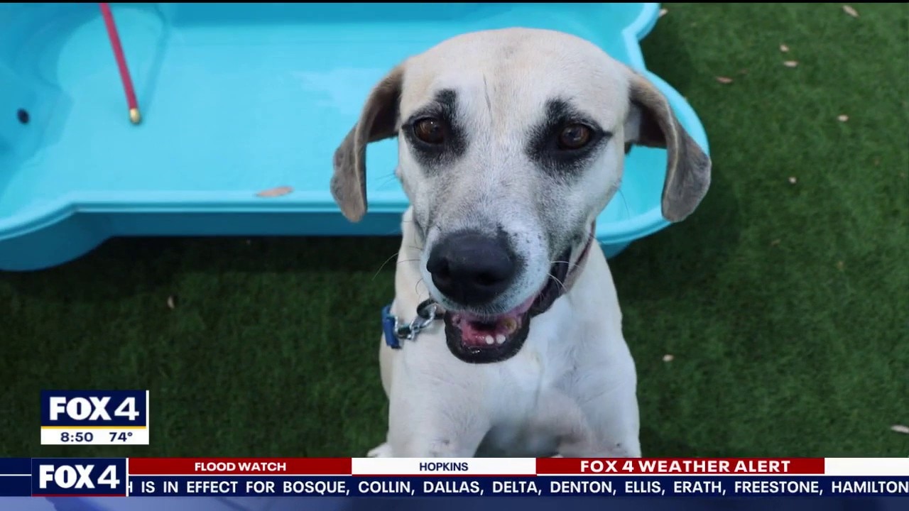 Dog of the Day: Cash