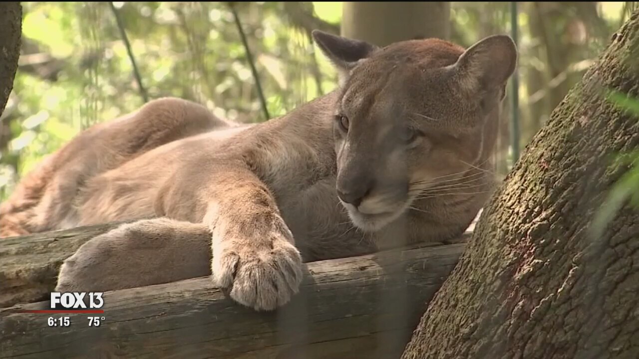 After 50 years, the panther still prowls