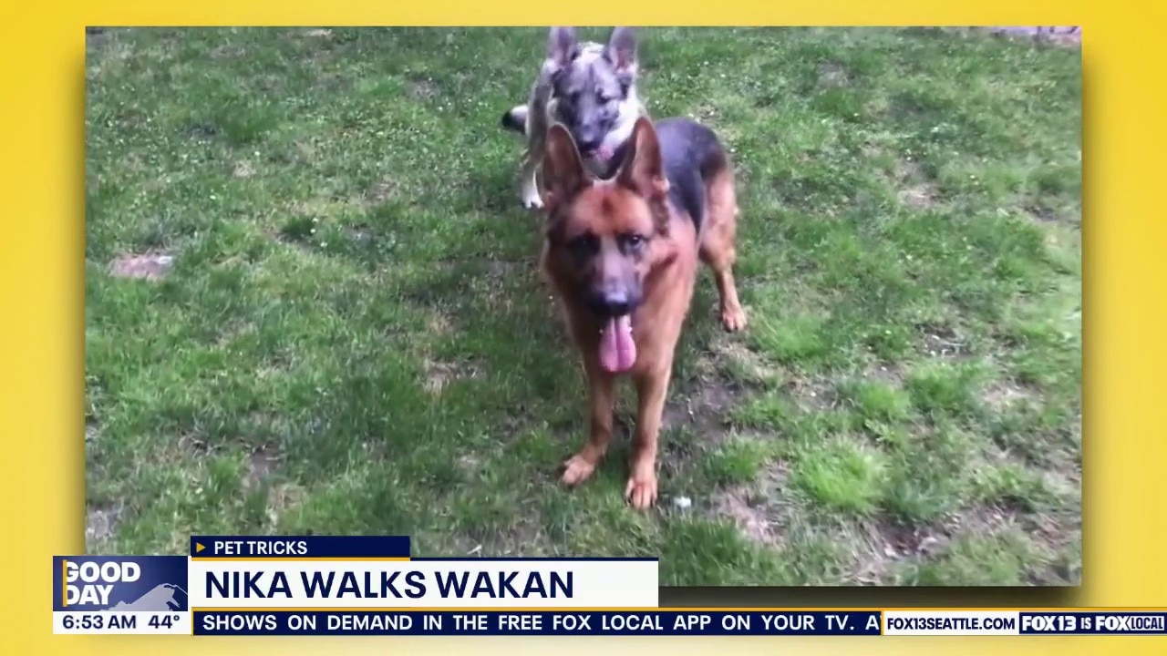 Good Day Pet Tricks for Thursday, Oct. 29
