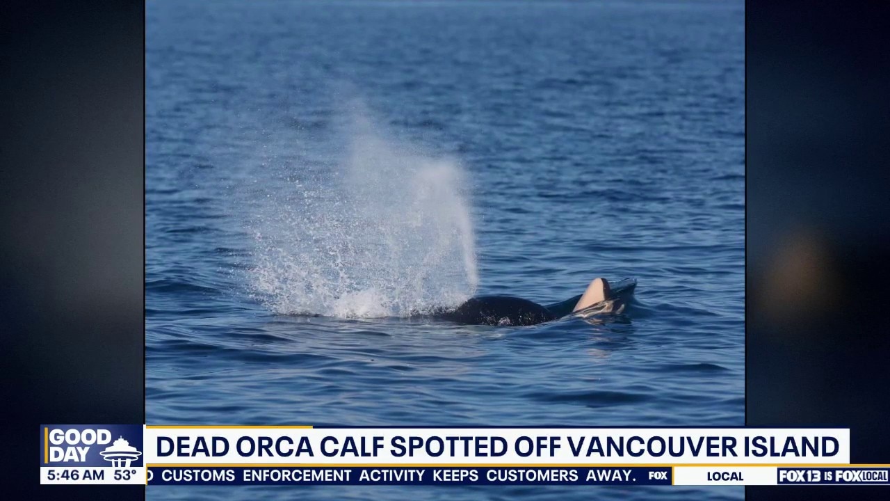 Dead orca calf spotted off Vancouver Island