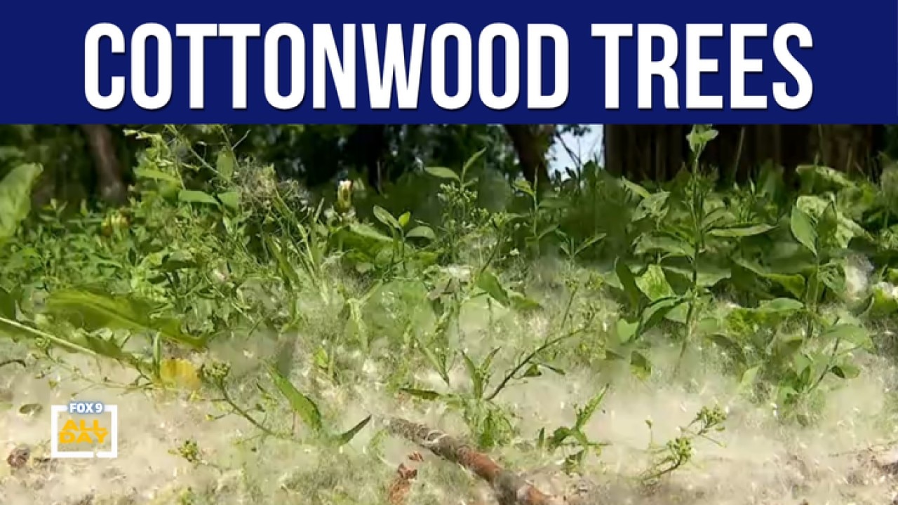 Cottonwood season in full swing