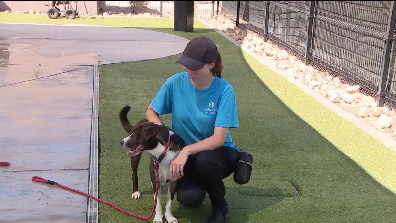 New pilot program helps dogs find their forever homes