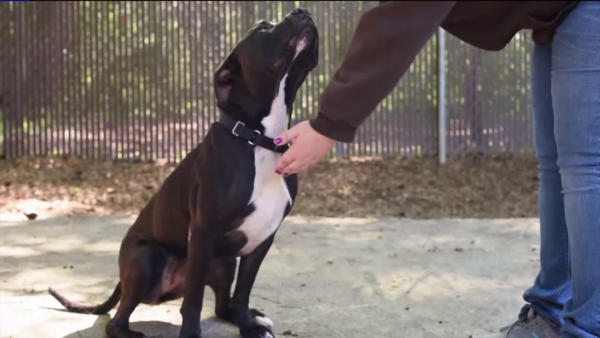 Meet Samantha! #WhyNotMePets