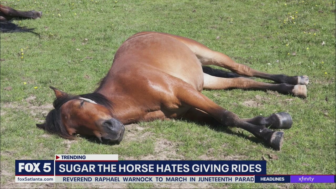 Sugar the horse hates giving rides