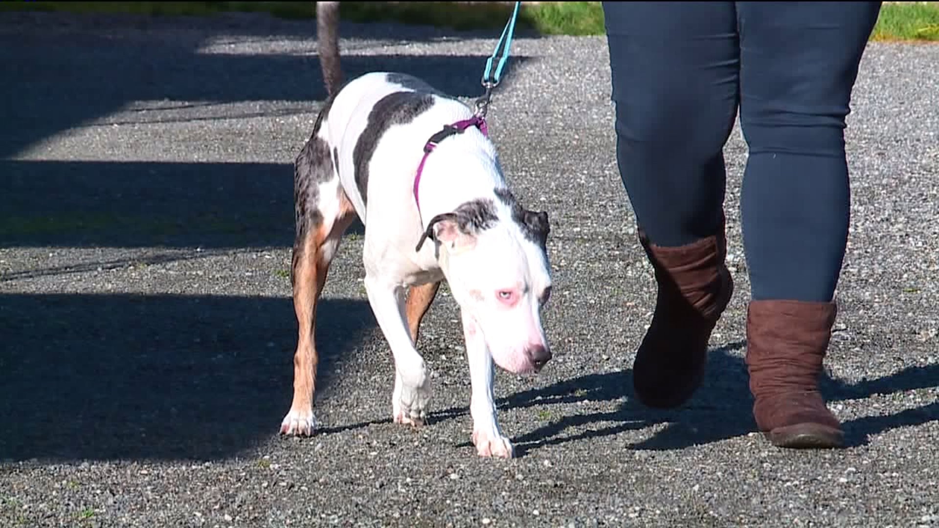 Meet Mandy! #WhyNotMePets
