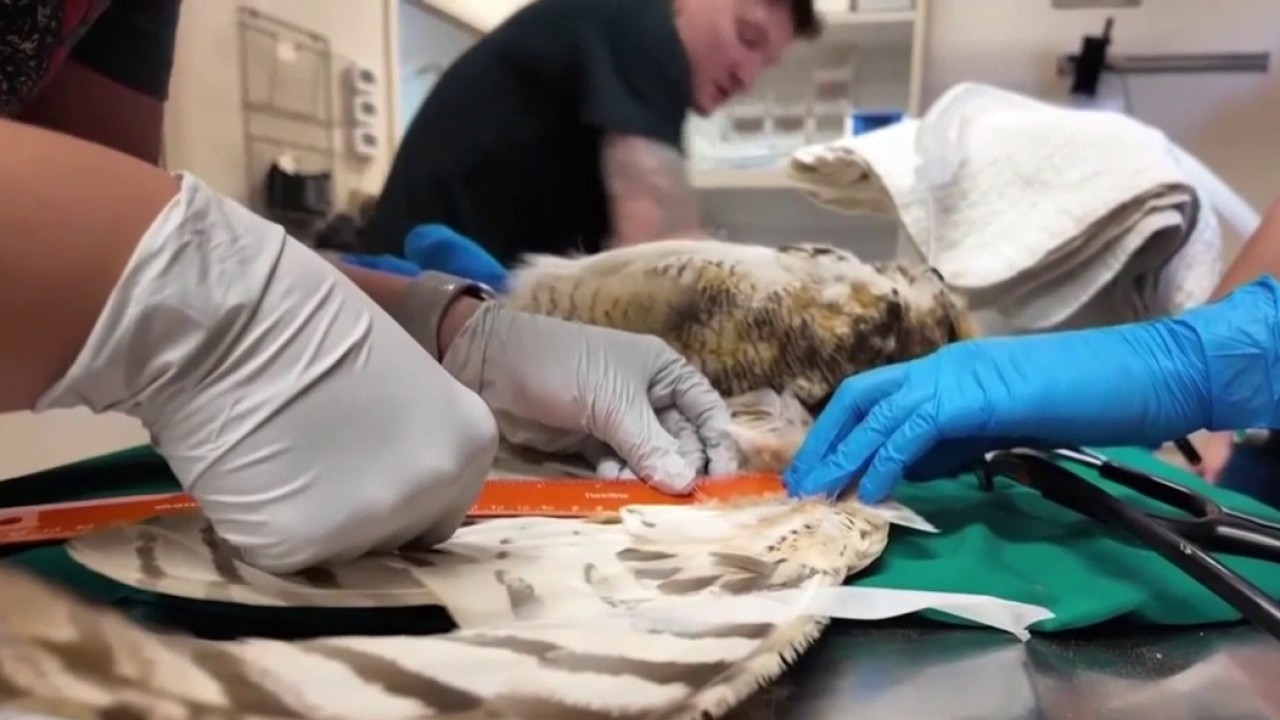 Owl rescued from concrete mixer