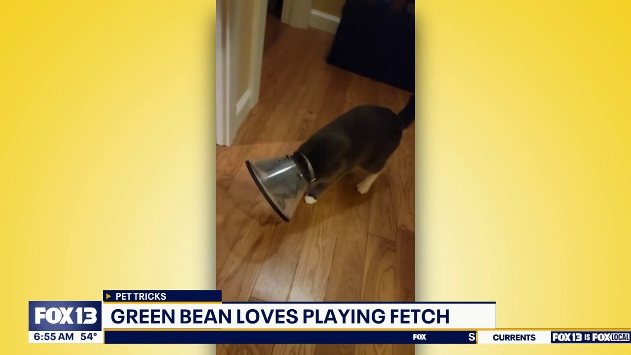 Good Day Pet Tricks for Wednesday, Sept. 23