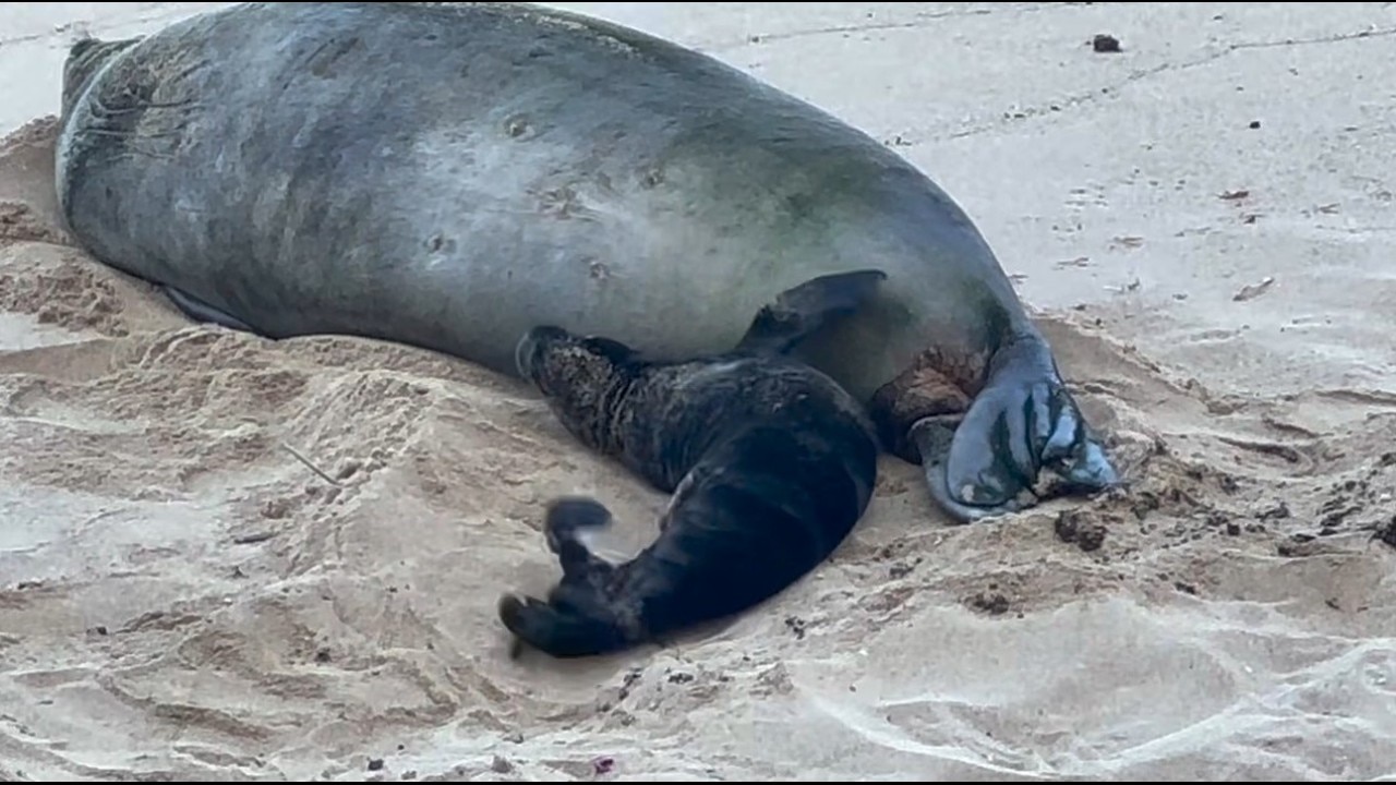 Hawaiian monk seal and her newborn seal pup on Kaimana Beach