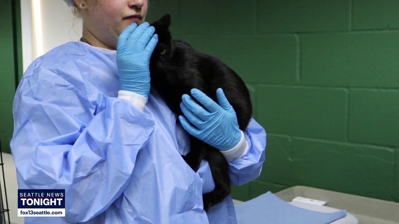 Tacoma shelter overwhelmed with cats after 2 major rescues