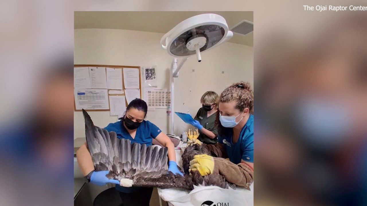 Jackie the bald eagle's recovery at Ojai Raptor Center