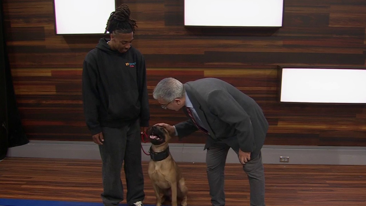 K9 Therapy Club: San Francisco free community dog training
