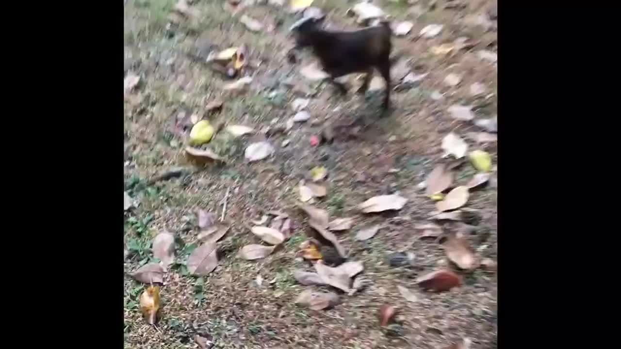 Tiny goat big jumps